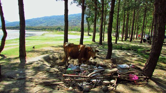 unser Stellplatz am Fluss, die Kuh besucht uns kurz, schnüffelt im Müll herum und zockelt dann weiter.
