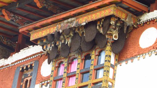 Wildbienen haben hier ihre Waben über dem Fenster gebaut.