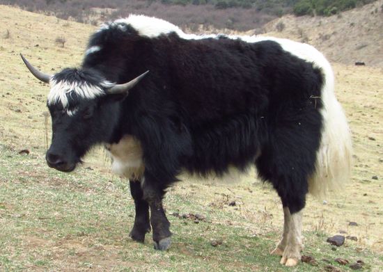 Dann begegnen wir Jacks, ein paar stehen herum und grasen an der Felswand.