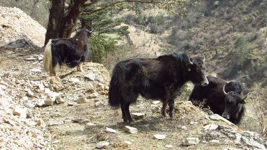 Wir kommen wieder auf eine Höhe von 3.434 m und uns begegnen wieder Jacks.