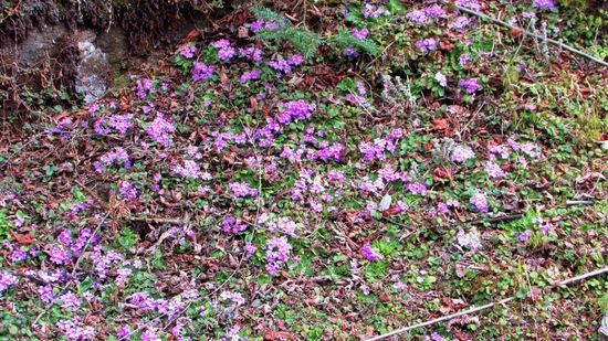 Aber wir finden auch kleine Primeln, die am Hang wachsen.