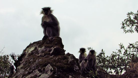 Pinselohr Äffchen sitzen an der Straße und warten auf Futter