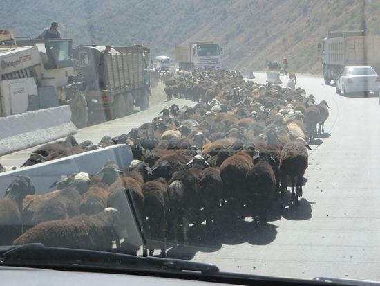 Schafe, Schafe, Schafe