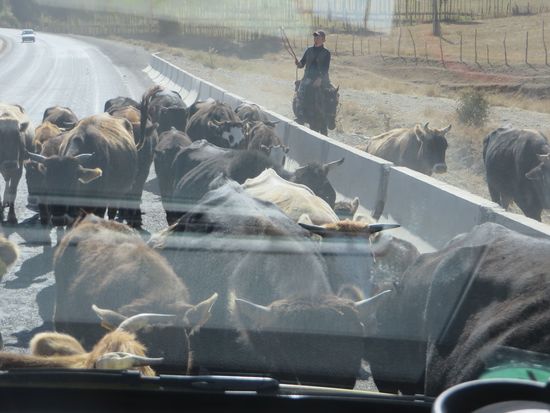 wieder mal Rindviecher auf der Straße