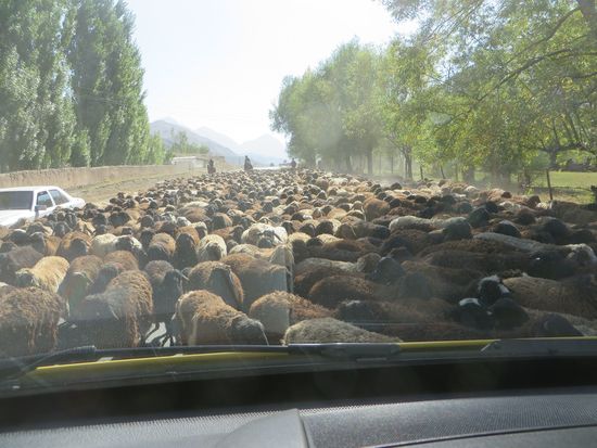 als es weitzergeht erstmal eingekreist von gefühlten 5000 Tieren