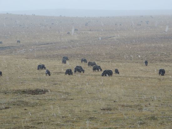 yaks