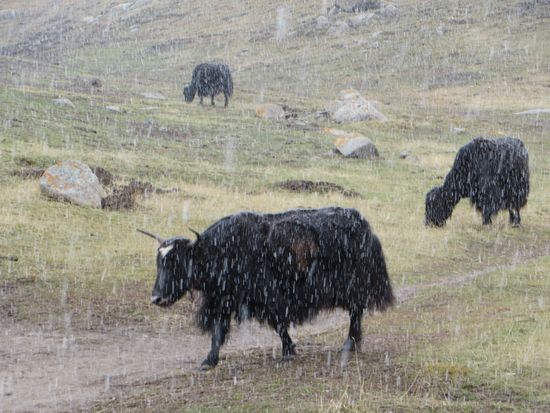 Die kleinen Yaks weiden hier auf den Berghängen, sie trotten an der Straße entlang, auch auf der Straße und beim Fahren mußt du Hupe und Licht einsetzen, damit sie sich zur Seite trollen.