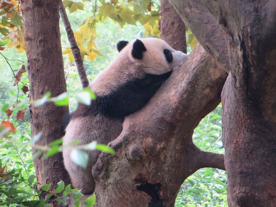Wir wandern durch den Park an den Gehegen vorbei. Die Panda sind diesmal ziemlich agil, sie klettern auf Bäumen herum, führen kleine Kämpfe aus, fressen leckere Dinge und baden. Die Aufzuchtstation wird renoviert, leider gibt es diesmal nur ein Junges, das schon etwas älter ist, zu sehen.