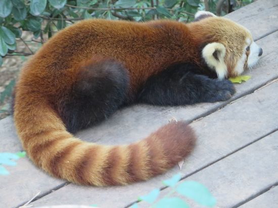 Dann geht’s zu den Roten Pandabären, diese liegen aber faul herum und verdauen ihr Futter.