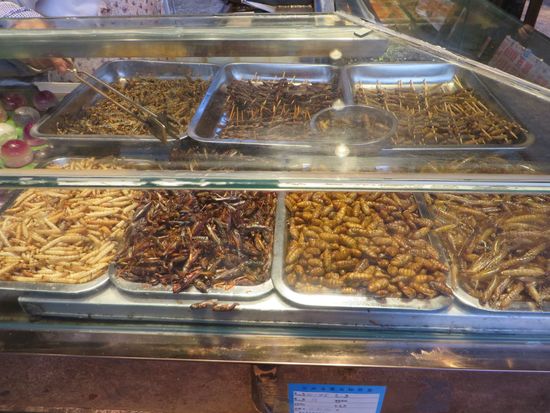 Die besonderen Leckereien gab es für den Feinschmecker, Maden, Schaben, Heuschrecken und allerlei appetitliches Getier.