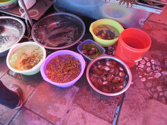 alles lebendig und frisch