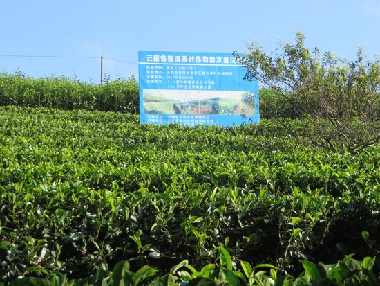 In der gepflegten Plantage können wir uns dann die Teesträucher ansehen. Es werden nur die ganz jungen Spitzen gepflückt. Im Winter ruht die Pflanze.
