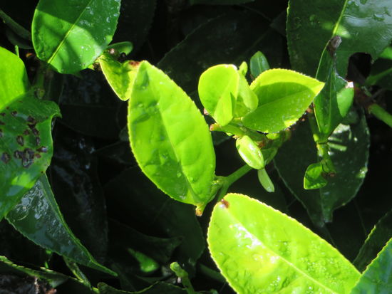 Diese hellgrüne Spitze könnte jetzt gepflückt werden.