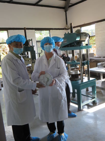 Rosi hat ihren eigenen Tee in Form gepresst, natürlich und strengen hygienischen Bedingungen.