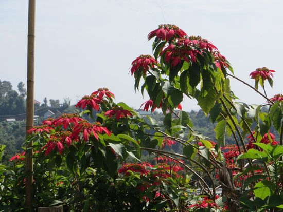 Am Straßenrand blühen die Christsterne und wir halten an, um sie zu fotografieren.