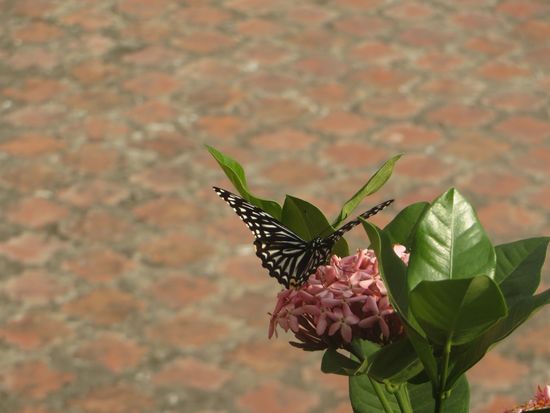 große Schmetterlinge flogen herum
