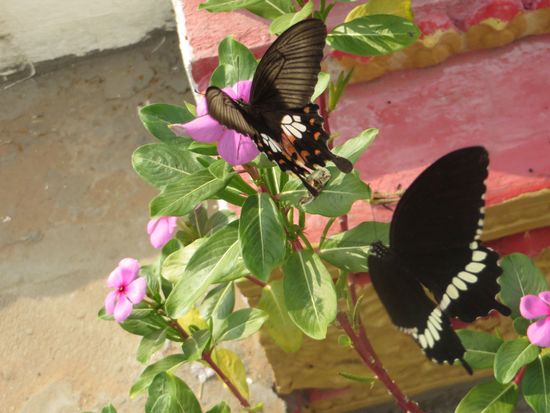 Die Schmetterlinge zu fotografieren war gar nicht so einfach, sie flatterten im wilden Liebestanz herum.