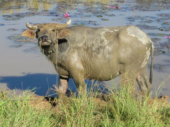 Er guckt uns frech an und wir nehmen lieber Reißaus, nicht daß er uns noch auf die Hörner nimmt.