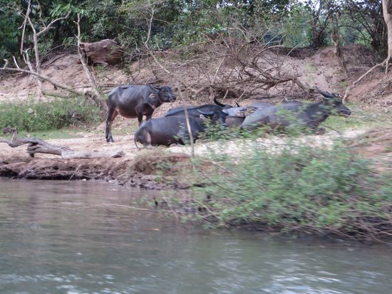 Wasserbüffel liegen am Ufer herum oder suhlen sich im Wasser