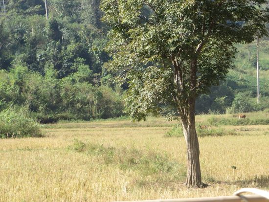 an abgeernteten Reisfeldern vorbei