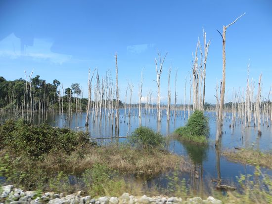 Dann kommen wir an einen großen See, der aussieht wie ein Bibersee in Kanada. Abgestorbene Bäume stehen im Wasser und strecken ihre kahlen Äste in den Himmel.