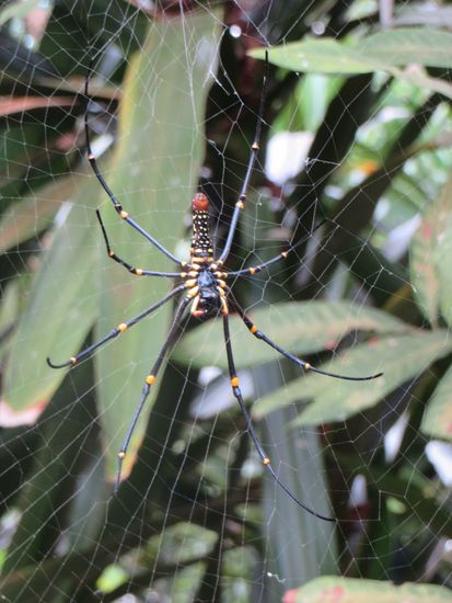 Diese Spinnen mit den langen Beinen sitzen überall in ihren Netzen.