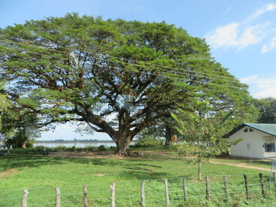 Große Schirmakazien säumten den Weg