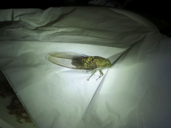 Kostya hat noch eine Zikade gefangen, das sind die Tiere, die uns abends und in der Nacht mit ihrem lauten Gezirpe nerven. Nach der schönen Geburtstagsfeier ging es dann beschwingt ins Bett.