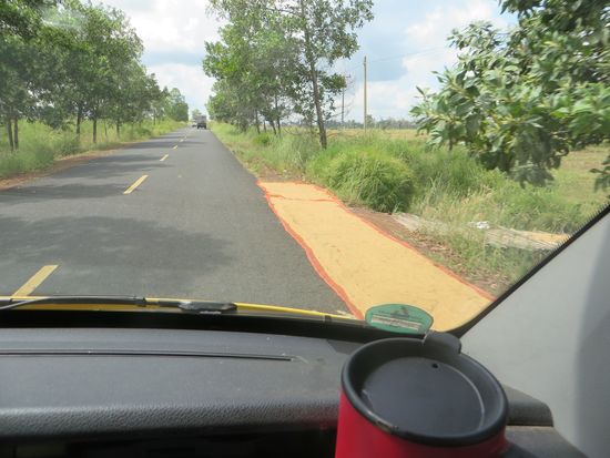 Überall an den Straßenrändern werden auf großen Matten Reiskörner getrocknet. Wenn sie trocken sind, werden sie in Säcke gefüllt und dann kommen LKWs auf die diese dann aufgeladen werden.