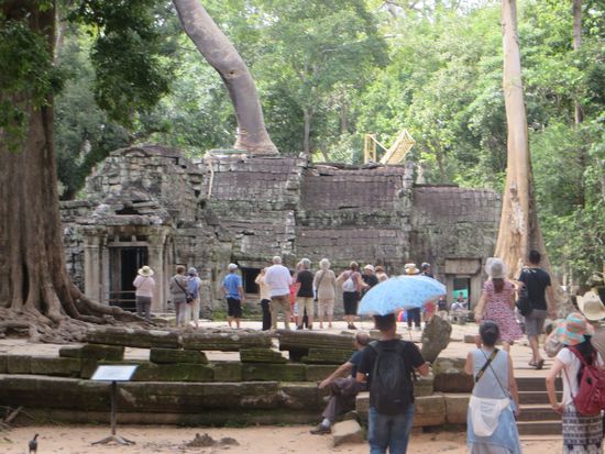 der Baum wurzelt auf der Mauer