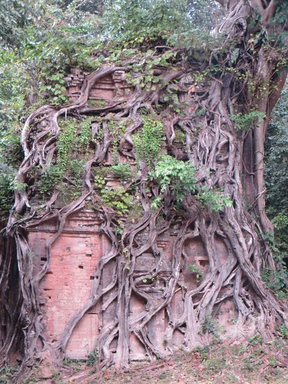 Genau wie in Angkor versucht auch hier der Dschungel die Steinmonumente zu zerstören.
