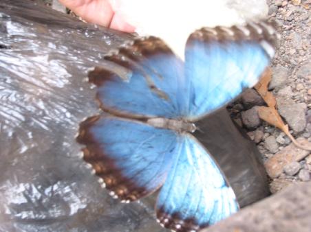 mariposa azul