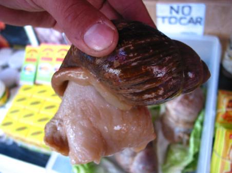 Diese Monsterschneckelis haben mir beim Shoppen den Arm abgebissen!!!! So gross wie meine Hand!