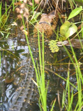 Und im Wasser