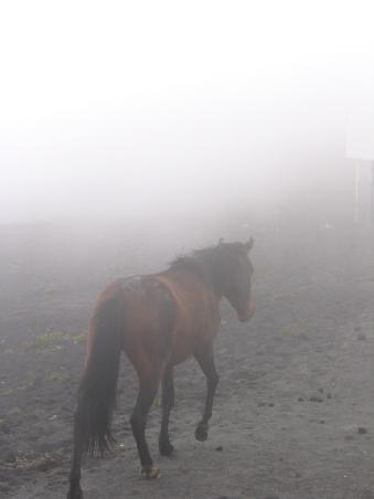 Auch Nebel. Aber garniert mit Pferd