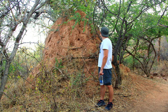 Wiedermal eine Riesenausgabe eines Termitenhügels. Da sind auch Retos 1m80 nichts mehr dagegen
Manchmal umringen sie einen kompletten Baumstamm!!!