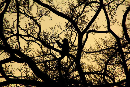 Die Affen machen einen Riesenlärm!