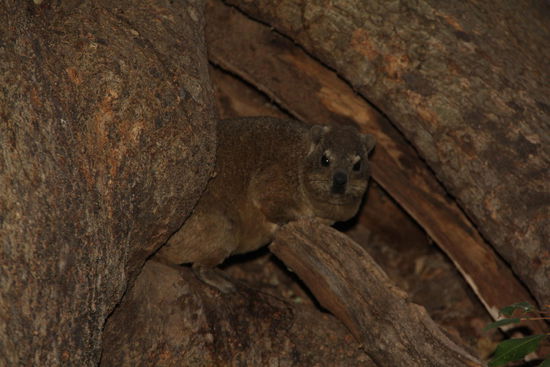 Ein Klippschliefergugus