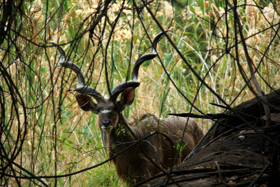 Help!!! Der linst einfach plötzlich hinter dem Stein hervor und lässt uns nicht mehr aus den Augen!!!
Mit den Hörner könnte er wahrscheinlich einen Hornschönheitscontest gewinnen