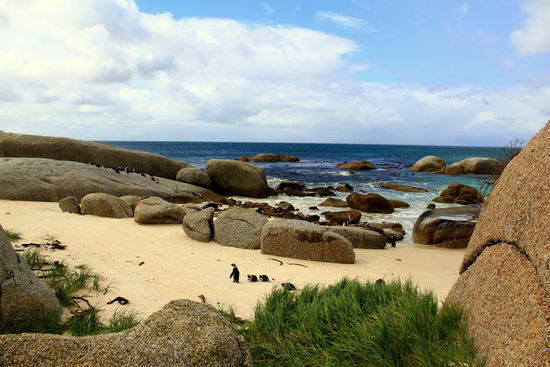 Afrikanische Pinguine am Boulders Beach