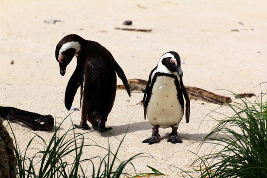 Haha, die Pinguine haben dieselben Probleme wie wir Frauen: "Ist mein Hintern wirklich nicht zu fett?"  
