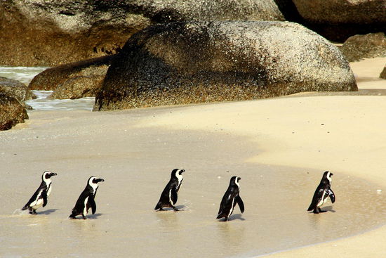 Dem "Reiseführer" zuvorderst fehlt doch noch ein Schirm, um die anderen zu lotsen!