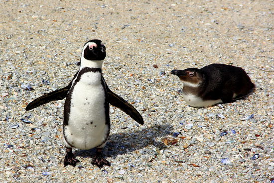 "Kann ich vielleicht doch fliegen?"