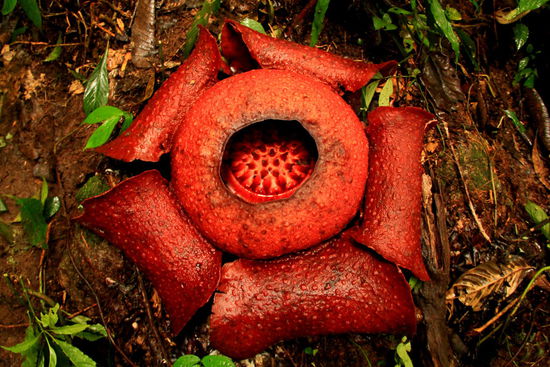 Die Rafflesia, welche als "die weltweit größte Blume" gilt