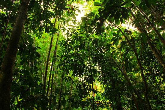 Regenwalderlebnis pur