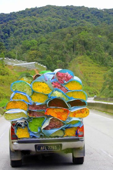Andere transportieren Früchte o.a., er Blumen