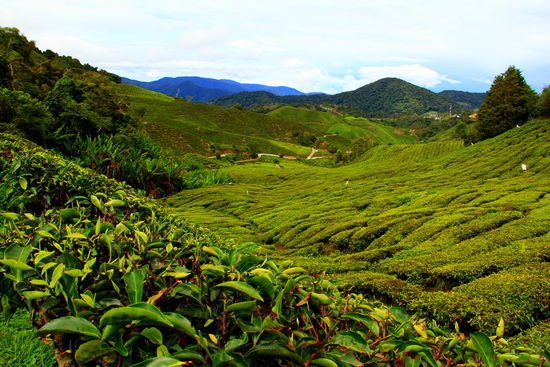 Die wunderschön aussehenden Teeplantagen