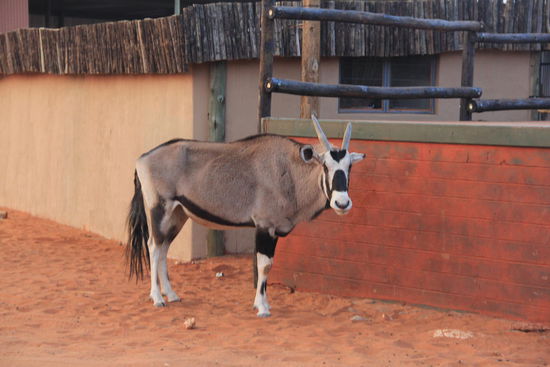Stören wir etwa beim "Wandlecken"? 