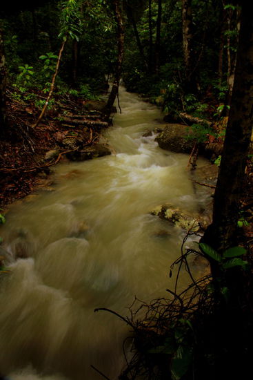 Mit dem extrem runtergekühlten Stadtbus fahren wir am 3. Tag über eine Stunde für 1.- zum Nationalpark auf Penang...heute regnet es nur einmal