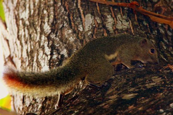 Überall lustige Eichhörnchen